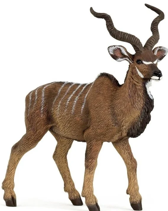 edukamp-220260615043132503654