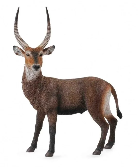 edukamp-42026061201454965084